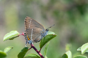 Lycaenidae / Güzel Sevbeni / Blue-Spot Hairstreak / Satyrium spini