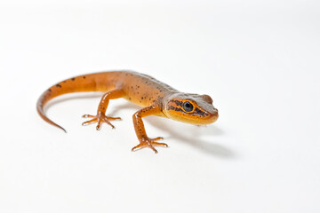 Obraz premium Close-Up of a Salamander on a White Background