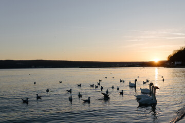 A flock of white swans in the calm waters of the Black Sea in Varna, Bulgaria.