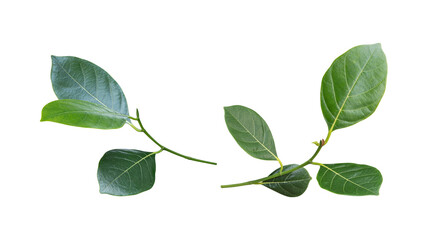 green leaf isolated on white background with clipping path.