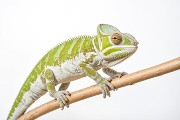 Fototapeta premium Green Veiled Chameleon on a Branch