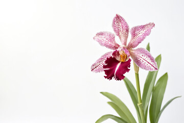 Obraz premium Close-up of a vibrant pink and white orchid flower with a blurred white background.