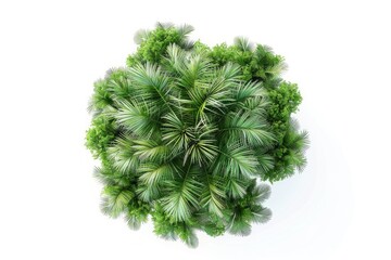 Top View. Coconut Tree Plan Layout in Three-Dimensional Render on White Background