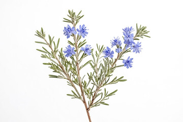 Rosemary with Blue Flowers