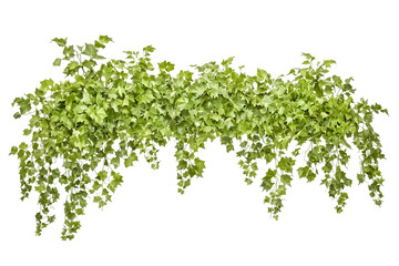 Fototapeta premium Lush Green Vine Branch Isolated on White Background