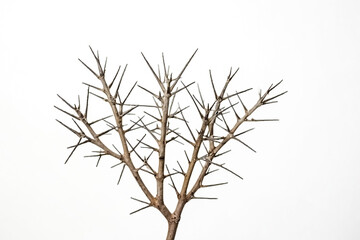 Obraz premium Closeup of a thorny, bare tree branch against a white background