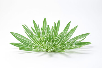 Fototapeta premium Lush Green Plant on White Background