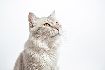 Obraz premium Close-up of a fluffy white cat with yellow eyes looking up