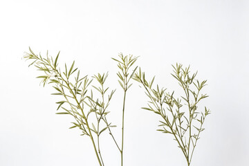 Close-up of Green Plant Branches on White Background