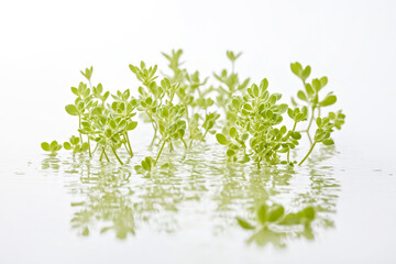 Obraz premium Green plants reflected in water