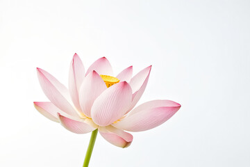 Close-up of a Pink Lotus Flower with White Background