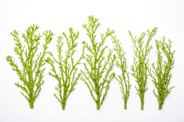 Green sprigs on white background