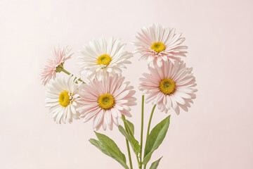 Fototapeta premium Pink and White Daisies on a Pink Background