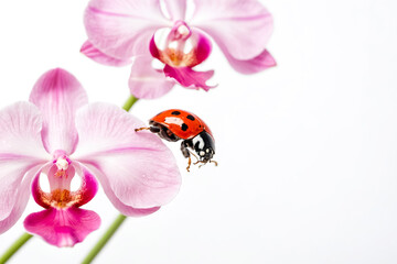 Fototapeta premium Ladybug on a Pink Orchid Flower