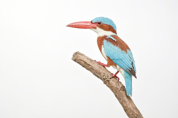 White-throated Kingfisher Perched on a Branch