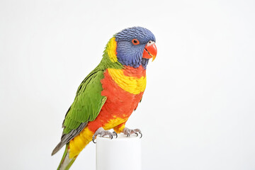 Naklejka premium Colorful Rainbow Lorikeet Perched on White Cylinder