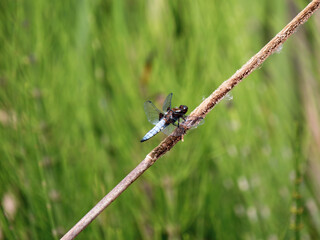 Broad-bodied Chaser resting on a Reed