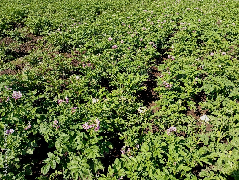 Wall mural Texture of a potato field with even flowering potato plants in even rows on the field.