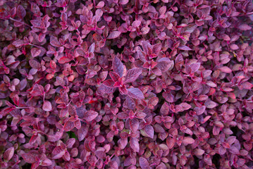 background of pink flowers naturally