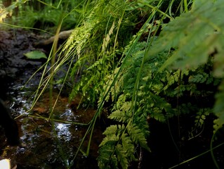 Green fern leaves over water in the forest. Fern leaves and natural textures with plants. Forest backgrounds during a walk.