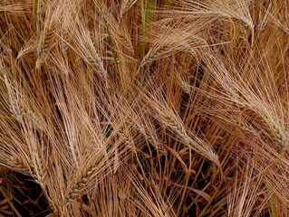Yellow barley background. Texture of spikes to mature barley in spikes. Fresh barley grains. Backgrounds of grain crops during harvest.