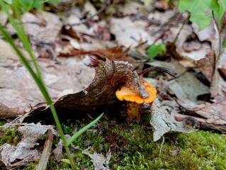 Small orange mushroom in green moss under fallen oak leaves in summer in the forest. Natural summer backgrounds and textures with orange chanterelles. Edible mushrooms and natural backgrounds with the