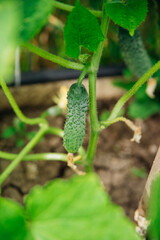 A blooming cucumber with yellow flowers in a greenhouse. Small and fresh cucumbers. Agricultural industry. Natural background. Growing vegetables.