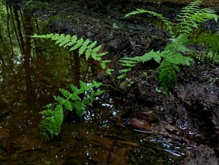 Green young fern growing on an old black oak stump in the forest. Natural backgrounds and textures in fern.