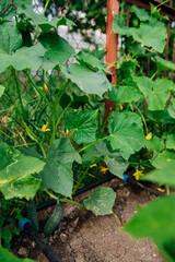 A blooming cucumber with yellow flowers in a greenhouse. Small and fresh cucumbers. Agricultural industry. Natural background. Growing vegetables.