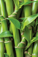 Fototapeta premium Vibrant green bamboo stalks in detailed close up, showcasing exquisite texture and natural beauty