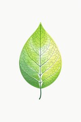 Detailed close up of intricate green leaf veins on a white background in a minimalist style
