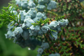 Small cones of needles on a branch. A branch of evergreen in the rain