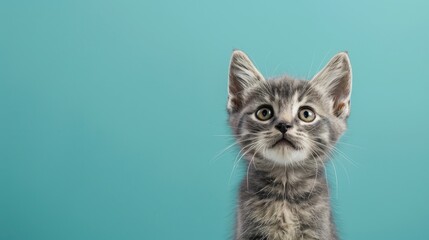 Fototapeta premium Curious gray kitten on colored backdrop with blank space