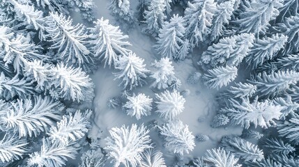 Aerial view of a snow-covered forest, a winter landscape background