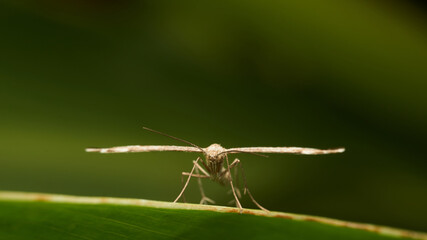 An insect from the front with its wings spread perched on a green leaf