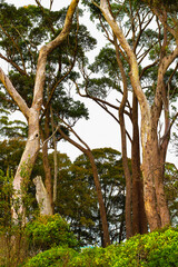 Coastal trees