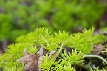 Green sedum plant