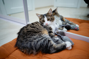 Adorable striped cat sitting on the pillow