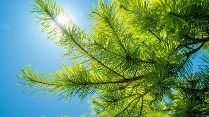 Fototapeta premium Vibrant green larch foliage against a clear sky symbolizes resilience and growth