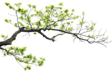 Fototapeta premium Tree Branch. Green Branch in White Corner Frame Isolated on Natural Background