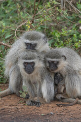Three Vervet Monkeys cuddling close together in the cold winter day. Kruger Park.