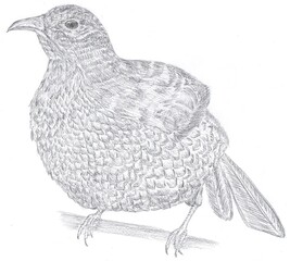 Illustration of Australian native bird, female satin bowerbird