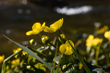 Fototapeta premium A yellow marsh marigold flower close-up in its own thickets near a forest river, bright sunlight. Blurred background - flowering bushes of an aquatic plant and a water surface with sun glare