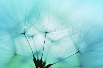 Close up of delicate dandelion seed with blurred seeds in soft blue sky, highlighting texture