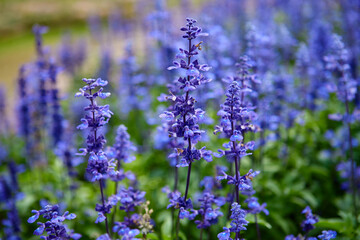 Naklejka premium Close-up view of Blue Salvia in garden