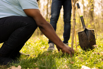 African american people planting small tree in the forest environment, contributing to wildlife and...