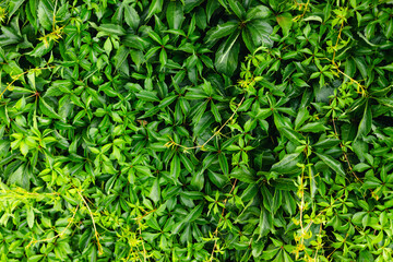 Obraz premium Pattern of Parthenocissus quinquefolia. Ornamental plant as green textured wall background. Virginia creeper, Victoria creeper, five leaved ivy, woodbine