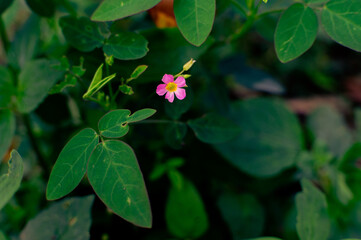 beautiful and aesthetic leaves that grow in forests and wild nature