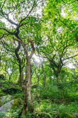 Obraz premium the circular walk around Llanberis lake , Snowdonia