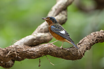 White-throated Rock-Thrush perched on a branch in the forest